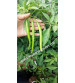 Chilli / Hot Pepper F1 Iris HP-175 10 grams